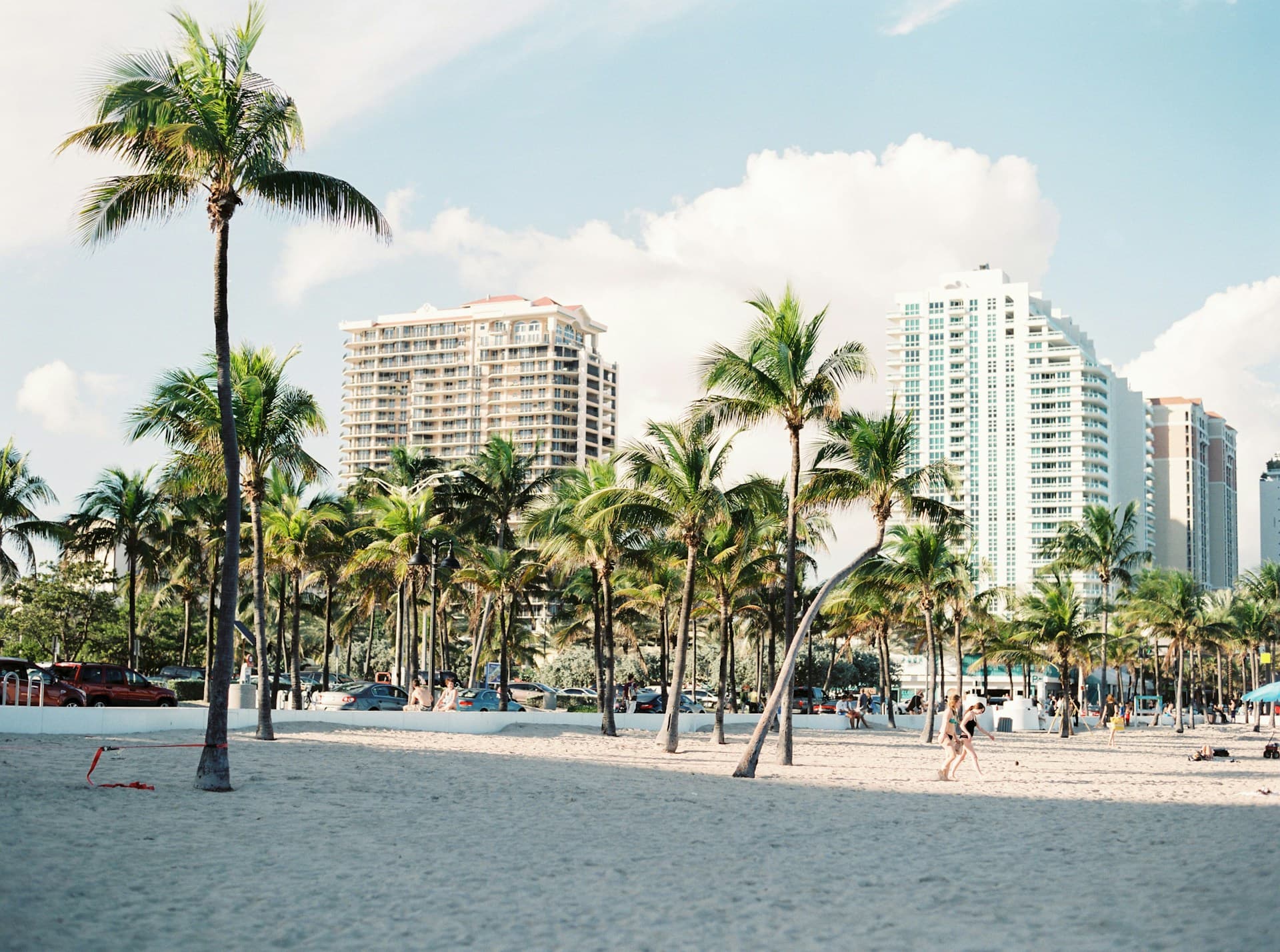 Miami palm trees near buildings
